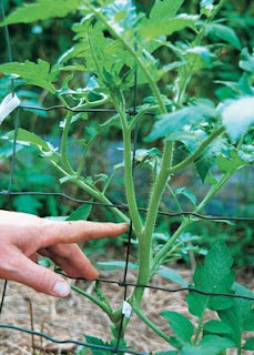 3 langkah singkat cara menanam tomat dengan cepat