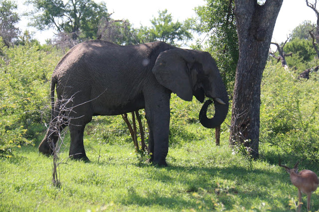 Blog Apaixonados por Viagens - Safári - África do Sul - Kruger Park