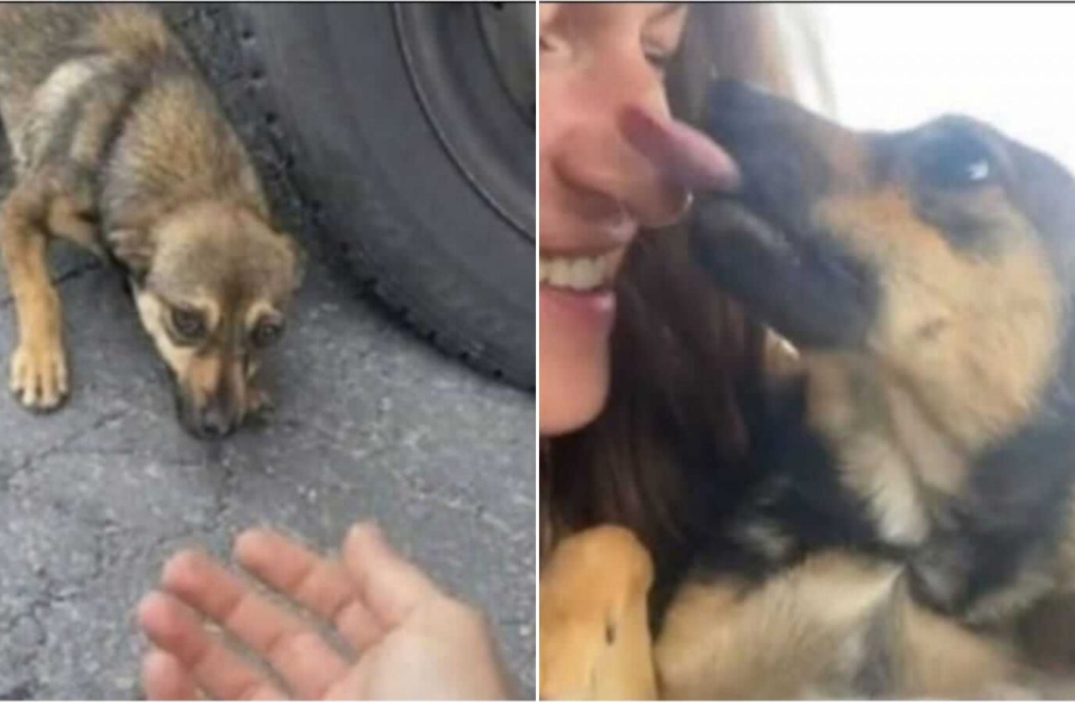 Cão assustado abandonado na estrada fica feliz nos braços da socorrista