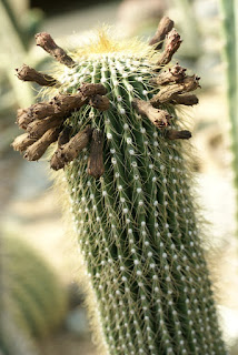 Cactus du Mexique : Neobuxbaumia polylopha