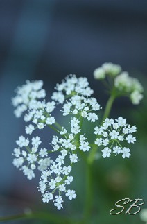 IMG_6055 til blogg