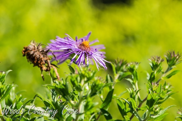 AUGUST 2015 (69 of 75)