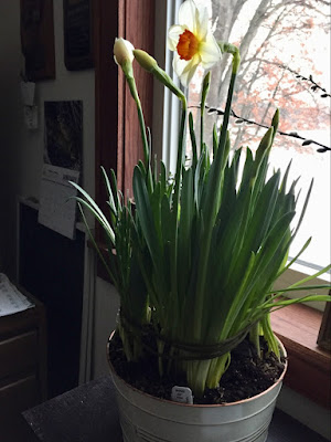 bulb planter jonquil brightens winter