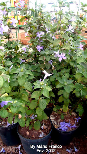 Mudas de  Barleria cristata 