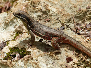 Léiocéphale de Cuba - Leiocephalus cubensis