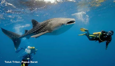 Teluk Triton, Papua