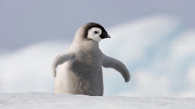 Little Penguin 1920 x 1080 (cute penguin wallpapers)