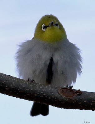 "Indian White-eye (Zosterops palpebrosus), a small and lively songbird. Distinctive yellow-green plumage with a white eye-ring. With its feathers puffed out."