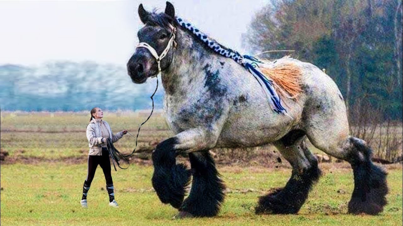 أطول 10 خيول في العالم..عندما تجتمع الهيبة والجمال الذي لا يصدق