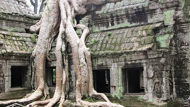 Ta Prohm Temple in Cambodia