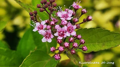 일본조팝나무,Spiraea japonica,붉은꽃조팝나무