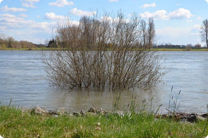 Ostersonntaghunderunde (17) am Rhein
