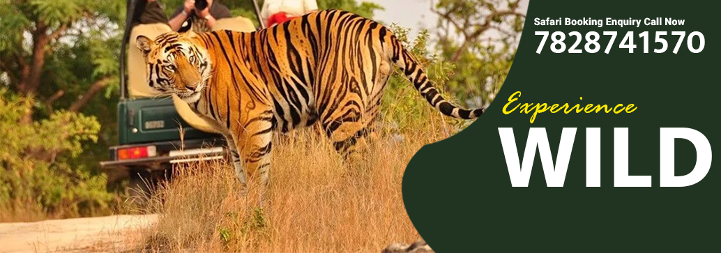 Kanha Safari Booking - Make Your Travel Experience Memorable