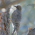 Wintering sapsuckers in Canon City,CO: an update