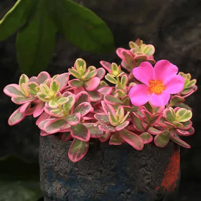 mengenal sutra bombai varigata / Moss Rose portulaca hana misteria - pilosa CV