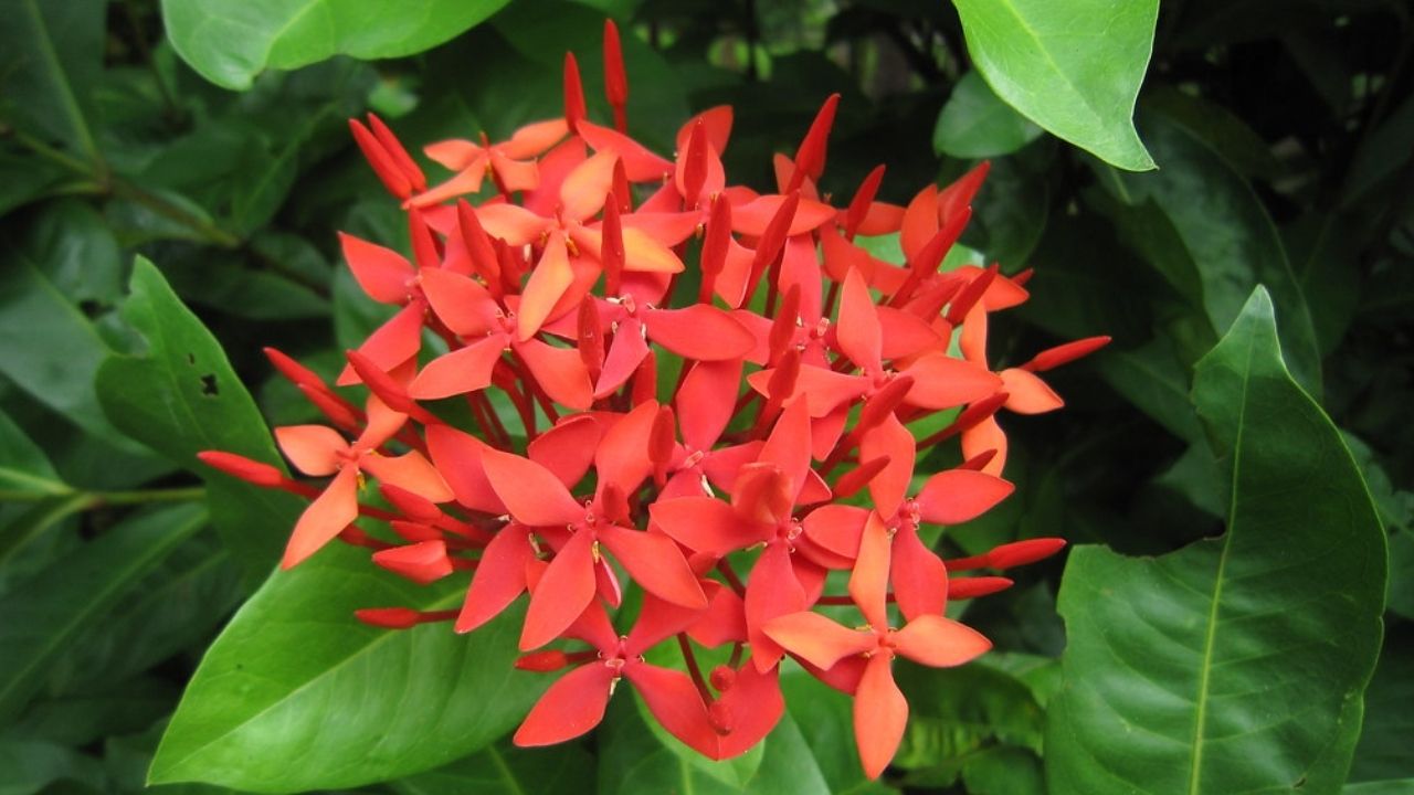 ixora_plant