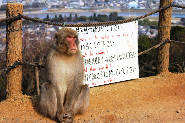 Monkey at Monkey Park Arashiyama