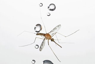  Rahasia Nyamuk Selamat Dari Tetesan Air Hujan  Pintar Pelajaran Rahasia Nyamuk Selamat Dari Tetesan Air Hujan