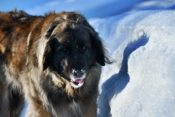 leonberger