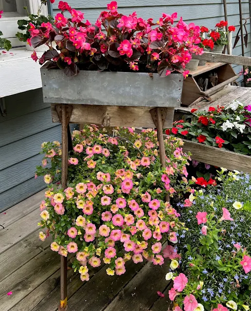Photo of a small metal sawhorse with a bin of begonias and a hanging bucket of calibrachoa.