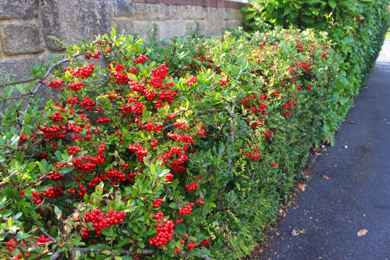 Pyracantha can be trained easily, so it's ideal for hedges - both 