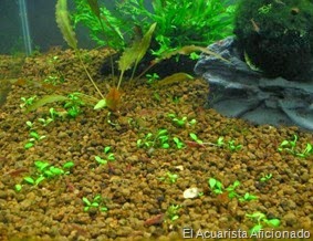 Glossostigma Elatinoides 