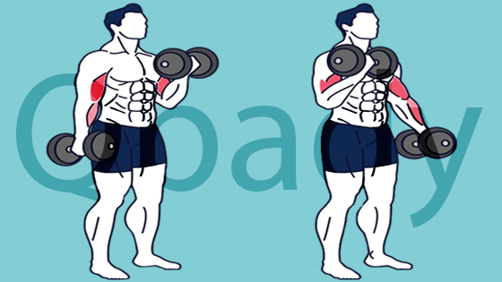 Alternate dumbbell curls