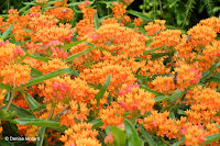 Honeybees in Butterfly milkweed - © Denise Motard