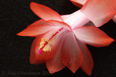 christmas cactus flower pink