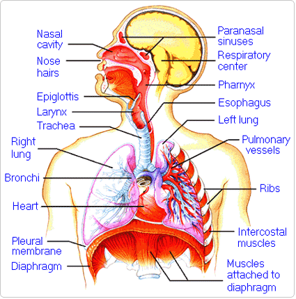 human digestive system diagram labeled. circulatory system diagram