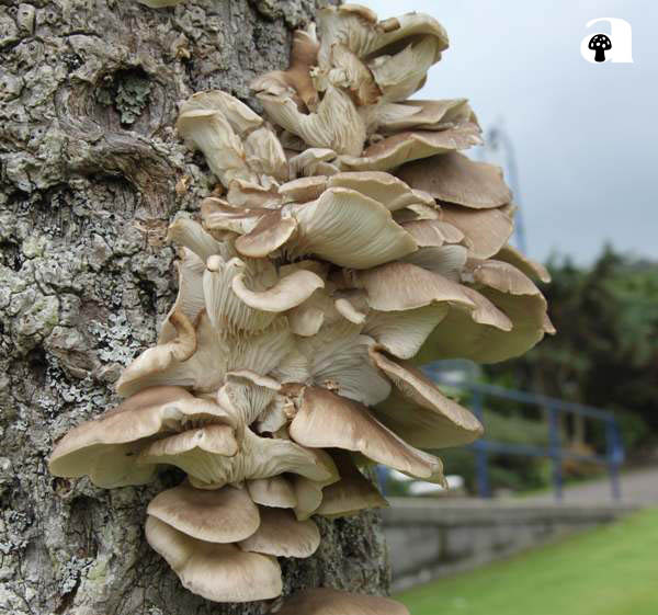 oyster mushroom_4