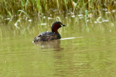 "Little Grebe. snapped in the stream."