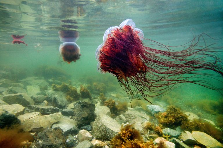 Lion’s Mane Jellyfish, Ubur-ubur Terbesar di Dunia