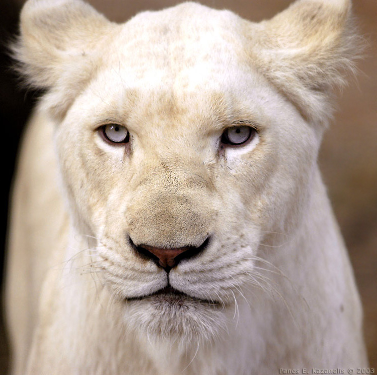 lion wallpaper. white lion wallpaper.