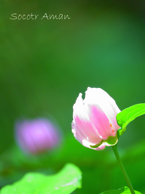 Paeonia obovata