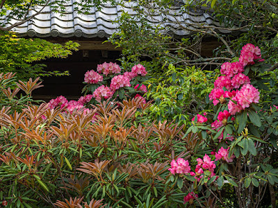 Shakunage (Rhododendron metternichii) flowers: Kaizo-ji