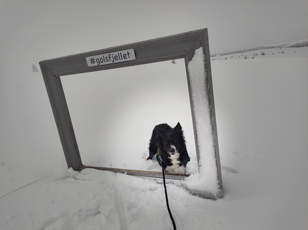 skitur storefjell stolpejakt border collie