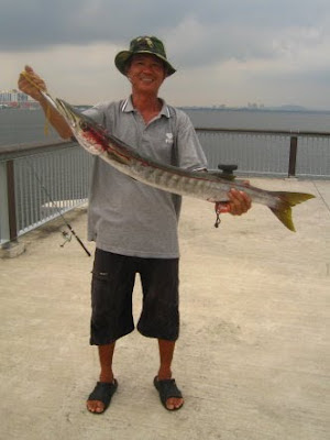 Barracuda also know as Saw Kun 沙君 or Ikan Kacang weighing 4kg plus Caught by Me at Woodland Jetty on 5tht Auguat 2012