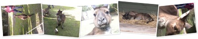 View Kangaroos Healesville