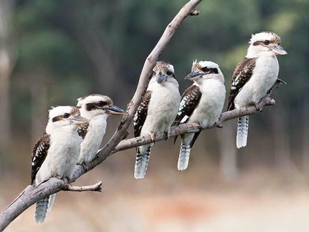 Kookaburra