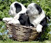 charming and pretty pictures of cute puppies