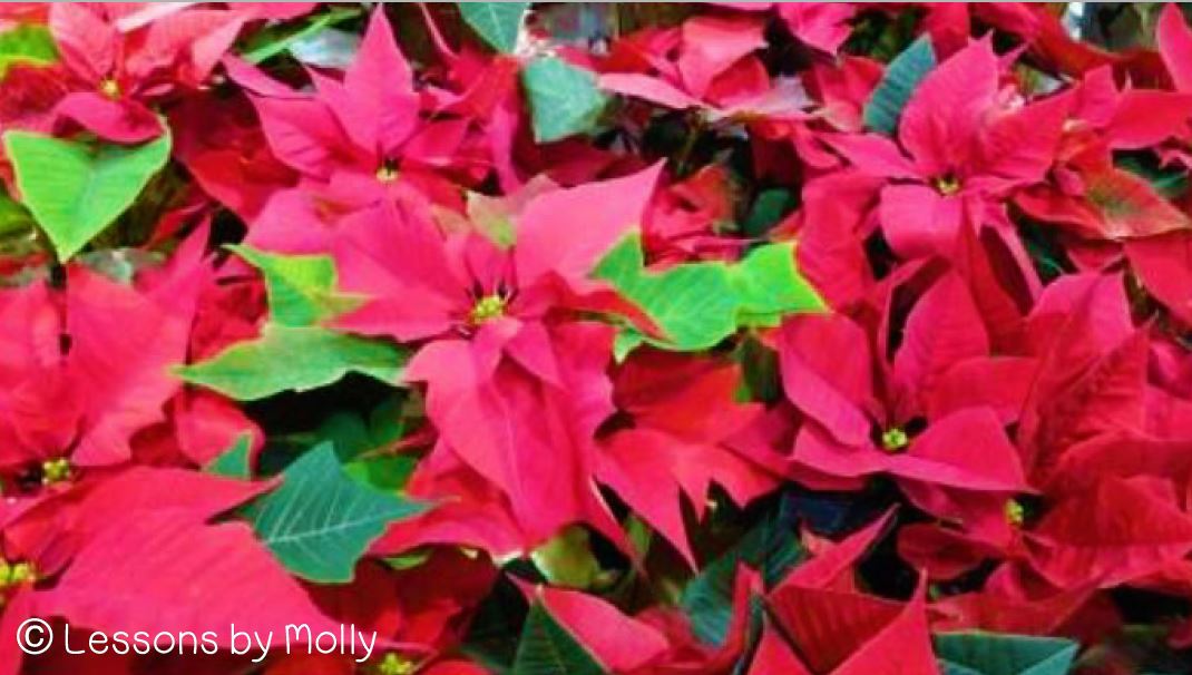 beautiful red poinsettia plants