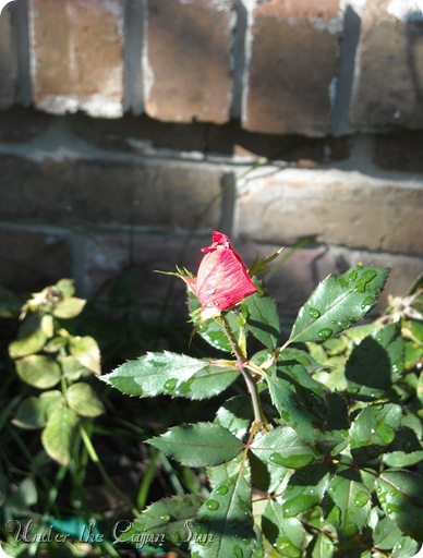 pictures 003-002
