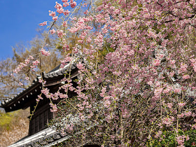 Shidare-zakura (weeping cherry) flowers: Engaku-ji