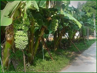 Gambar Pohon Pisang Awak Berbuah