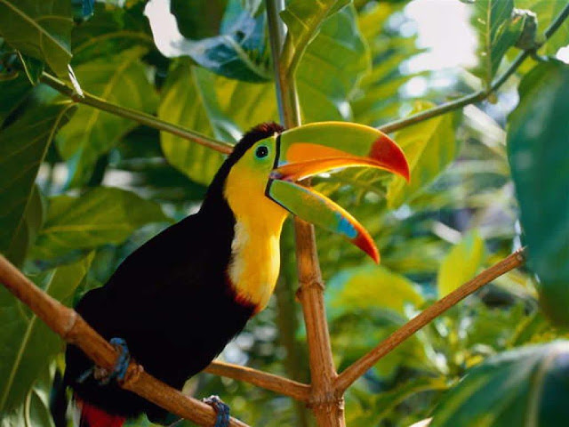 Photos Of Tropical Birds