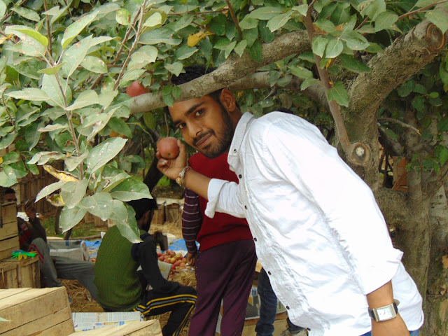 apple orchard