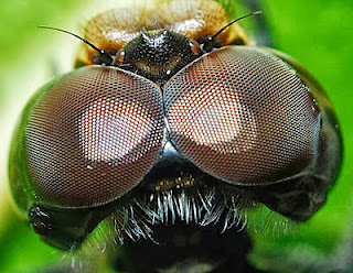 Subhanallah...Foto Mata Serangga Yang Ternyata Begitu Indah !