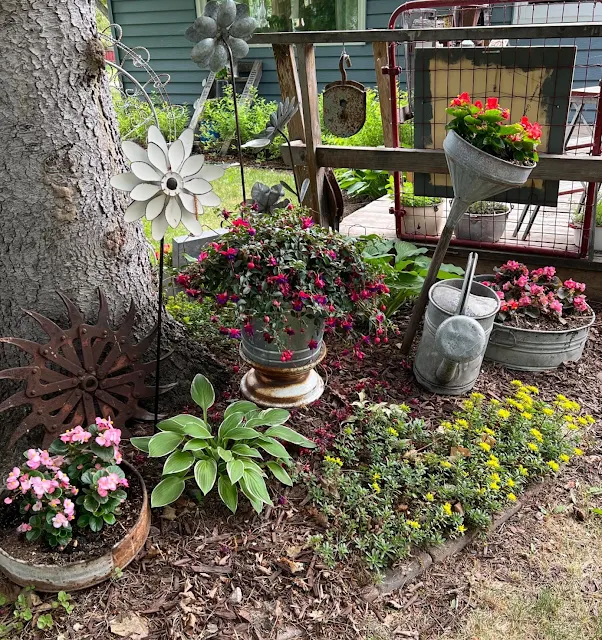 Photo of container gardens and perennials under the spruce tree.