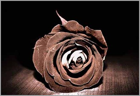 brown - copia